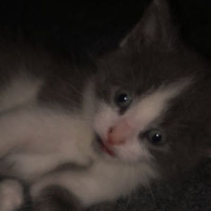 Meet your Posher, Ty